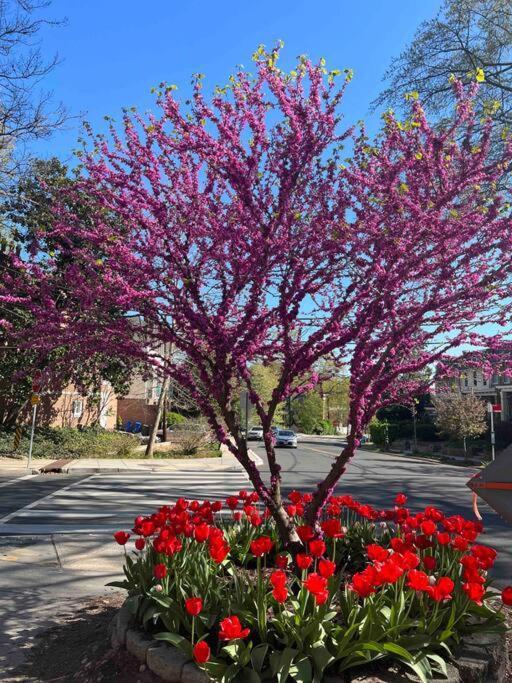Glover Park/Georgetown Oasis With Parking Apartman Washington Kültér fotó